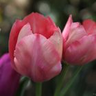 Tulpe # 3605