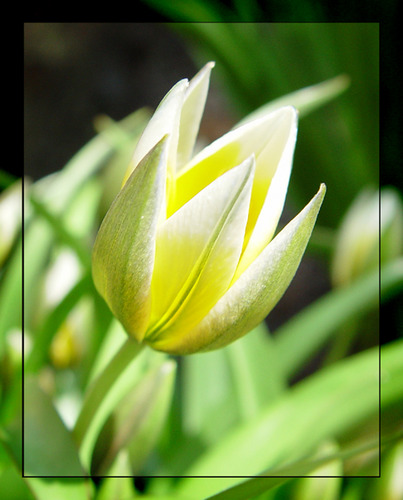 Tulpe