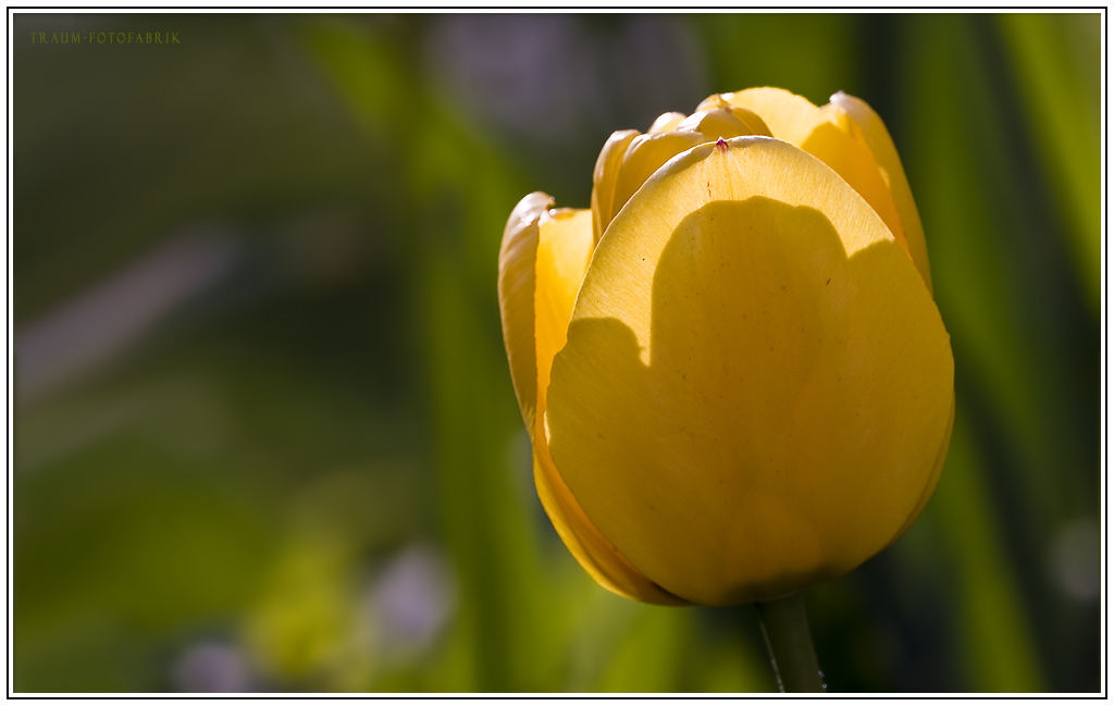 Tulpe