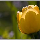 Tulpe