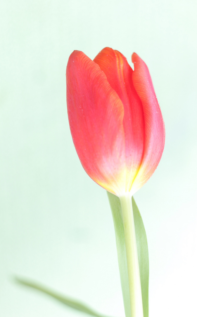 Tulpe 