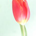 Tulpe 