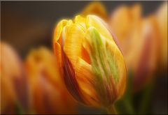 Tulpe