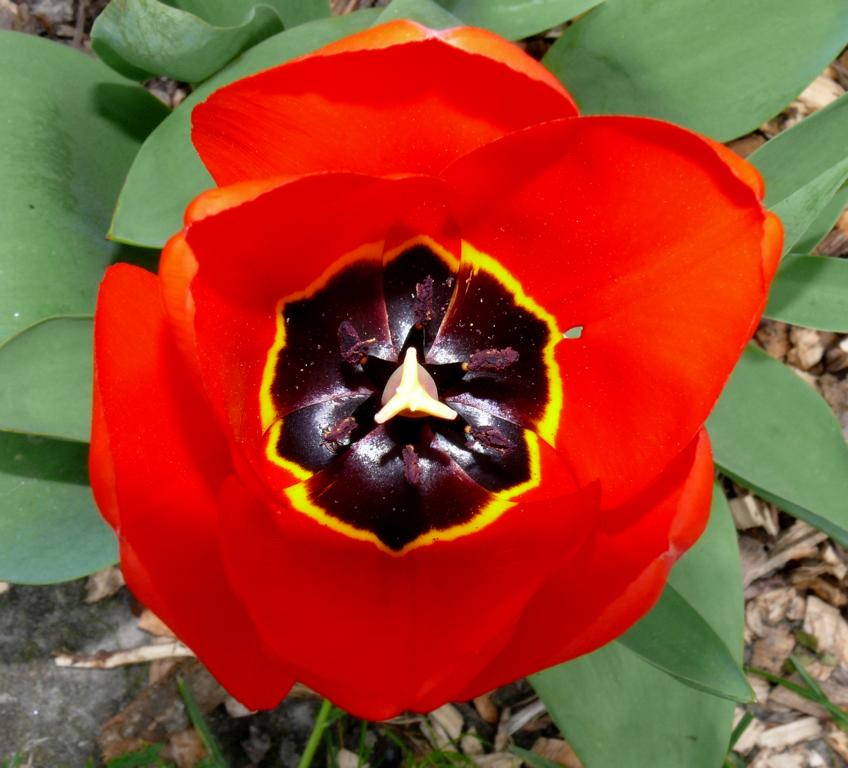 Tulpe