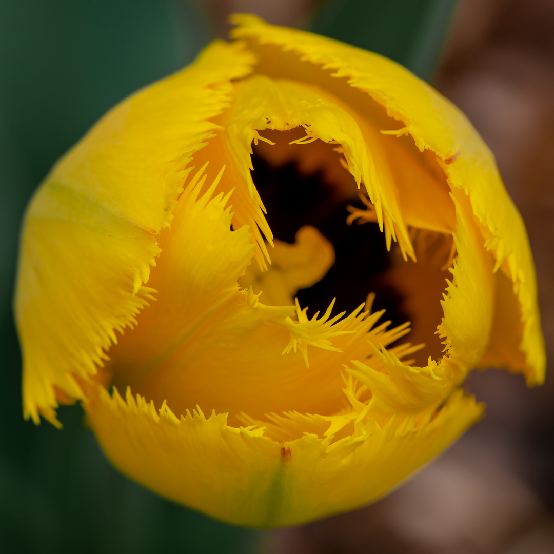 Tulpe 