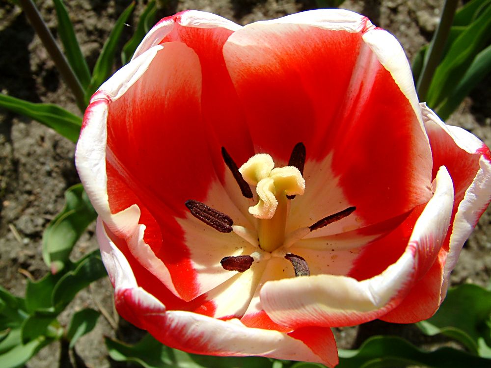 Tulpe