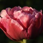 Tulpe