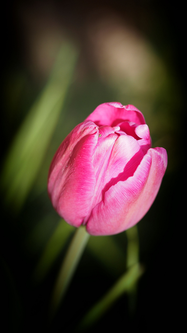 Tulpe