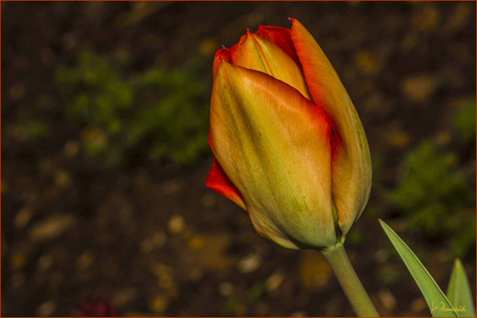 Tulpe