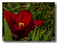 Tulpe