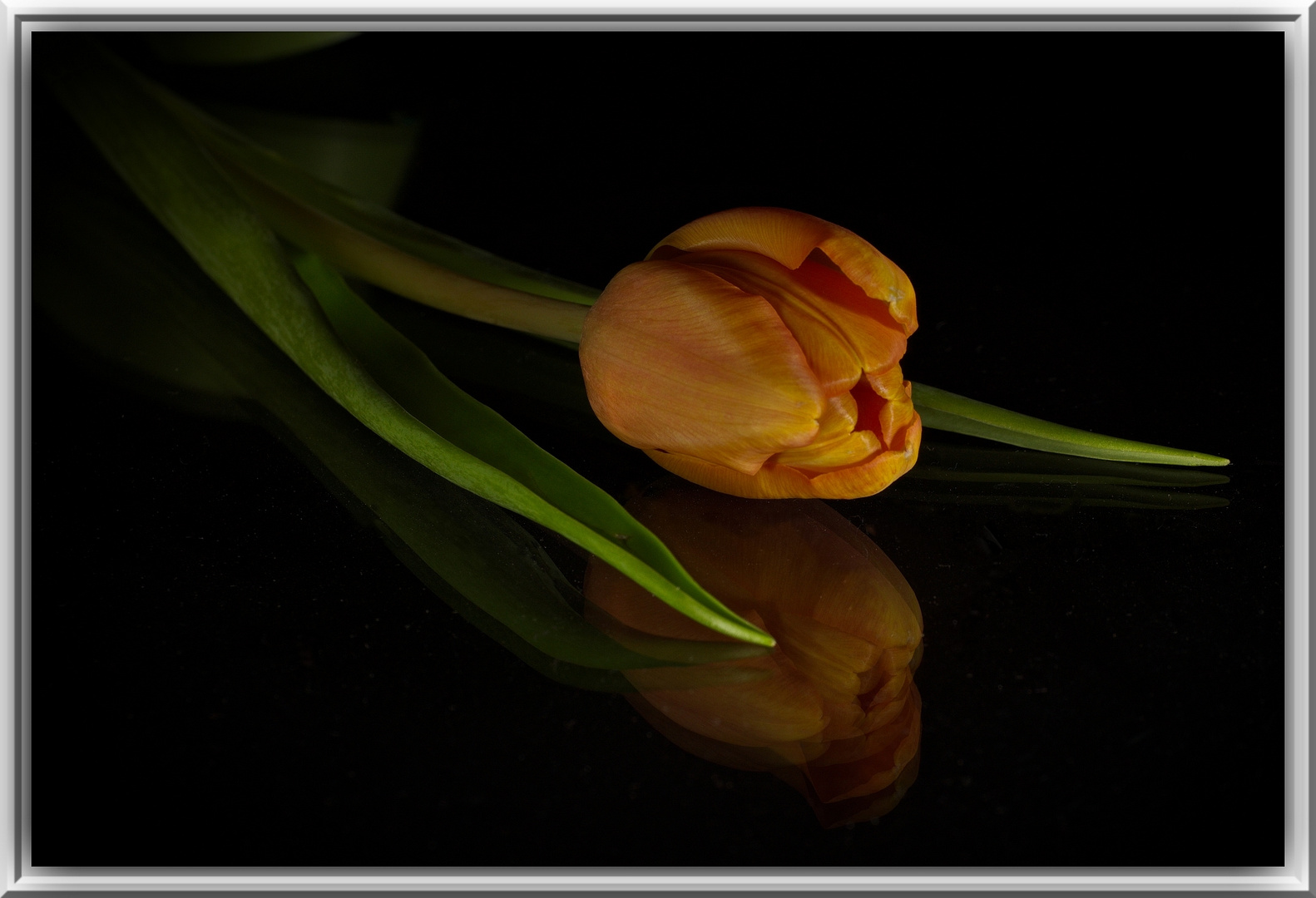 Tulpe