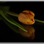 Tulpe