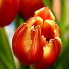 Tulpe