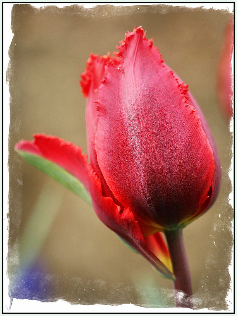 Tulpe