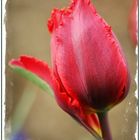 Tulpe