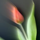 Tulpe