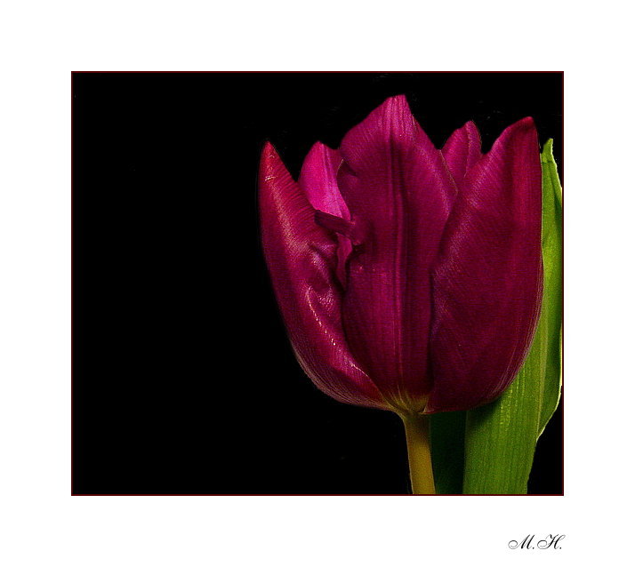 Tulpe