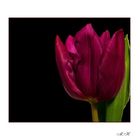 Tulpe