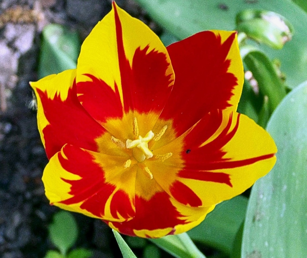 Tulpe