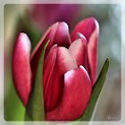 Tulpe