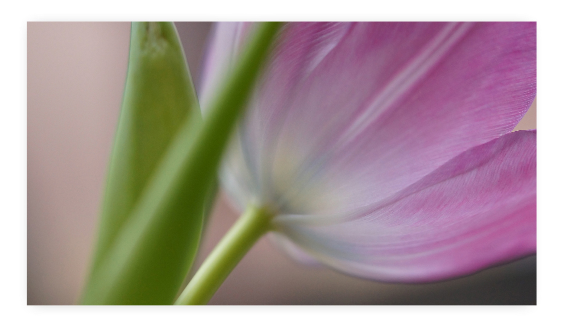 Tulpe