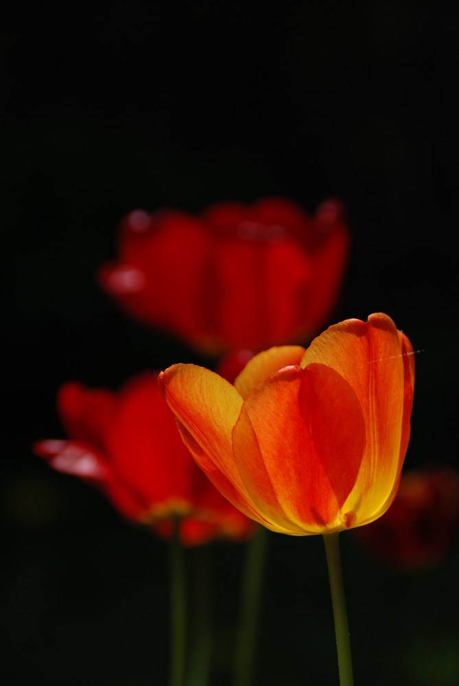 Tulpe