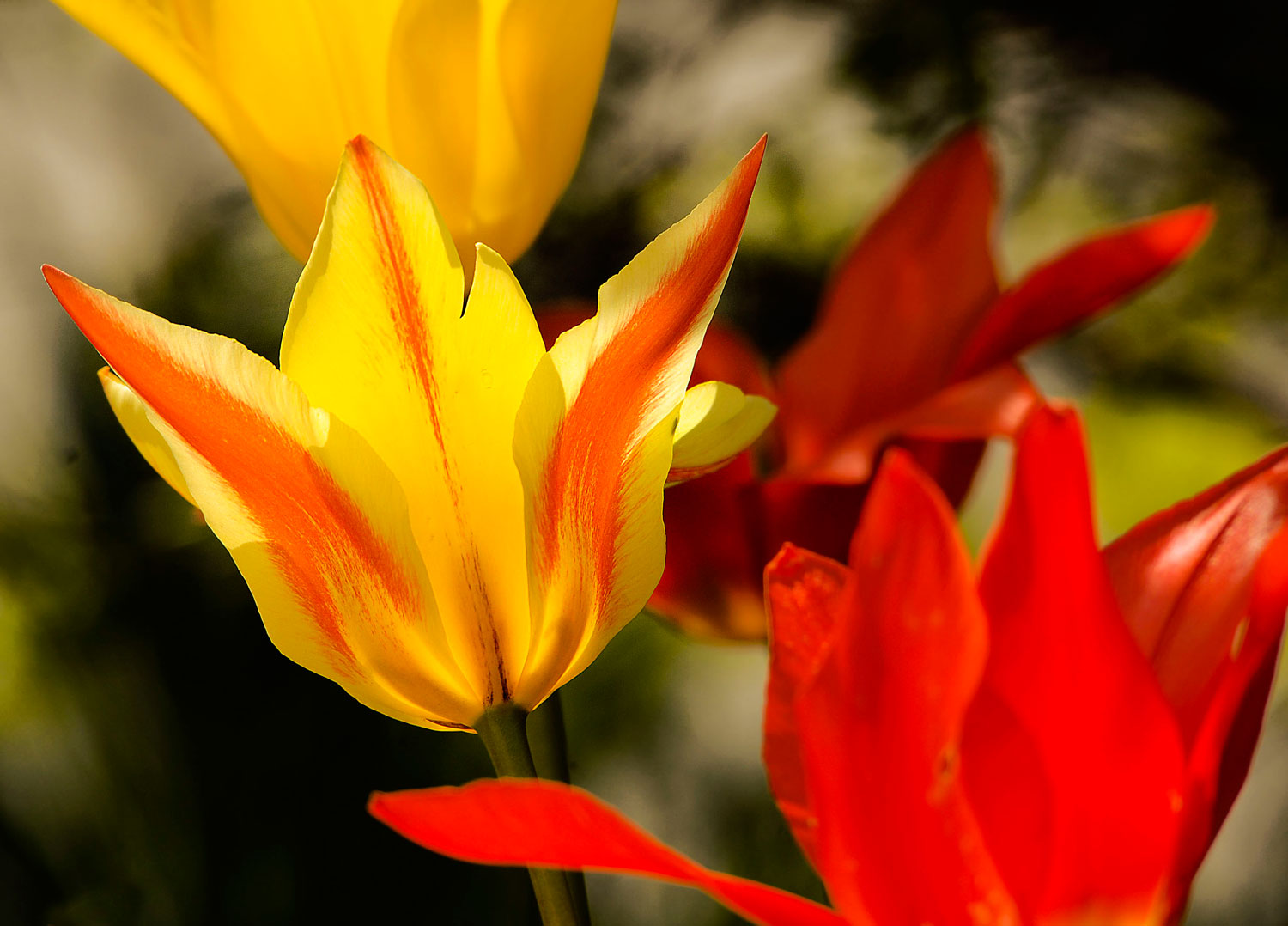 Tulpe 4