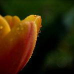 Tulpe 4