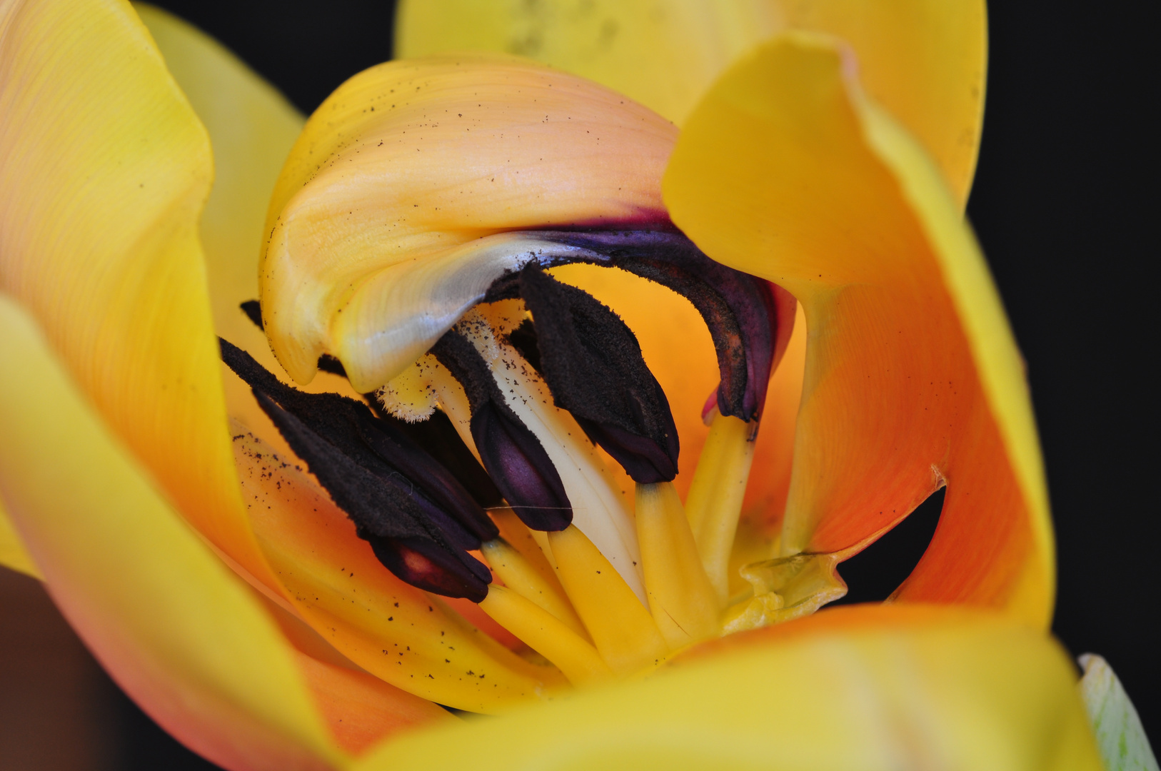 Tulpe 4