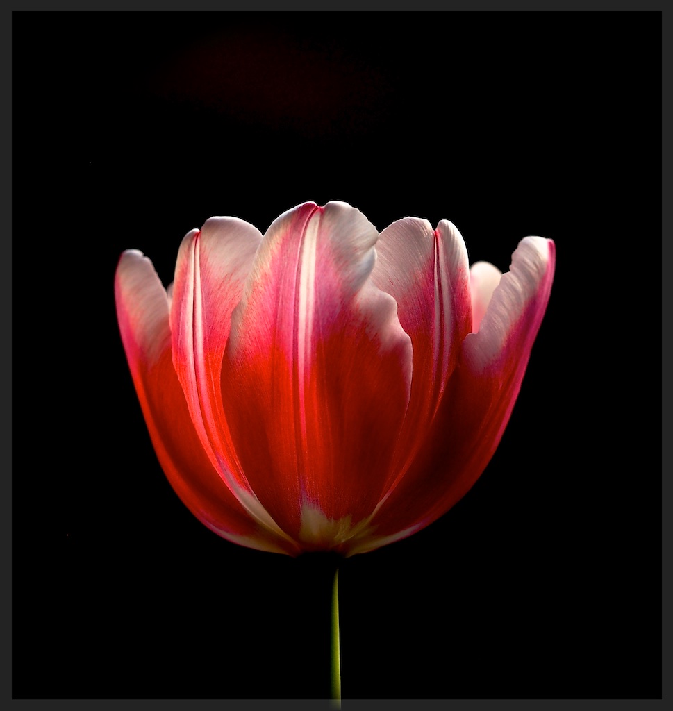 Tulpe 4