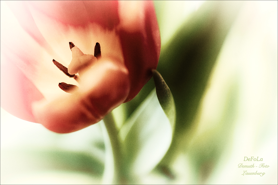 Tulpe (4)