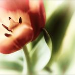 Tulpe (4)