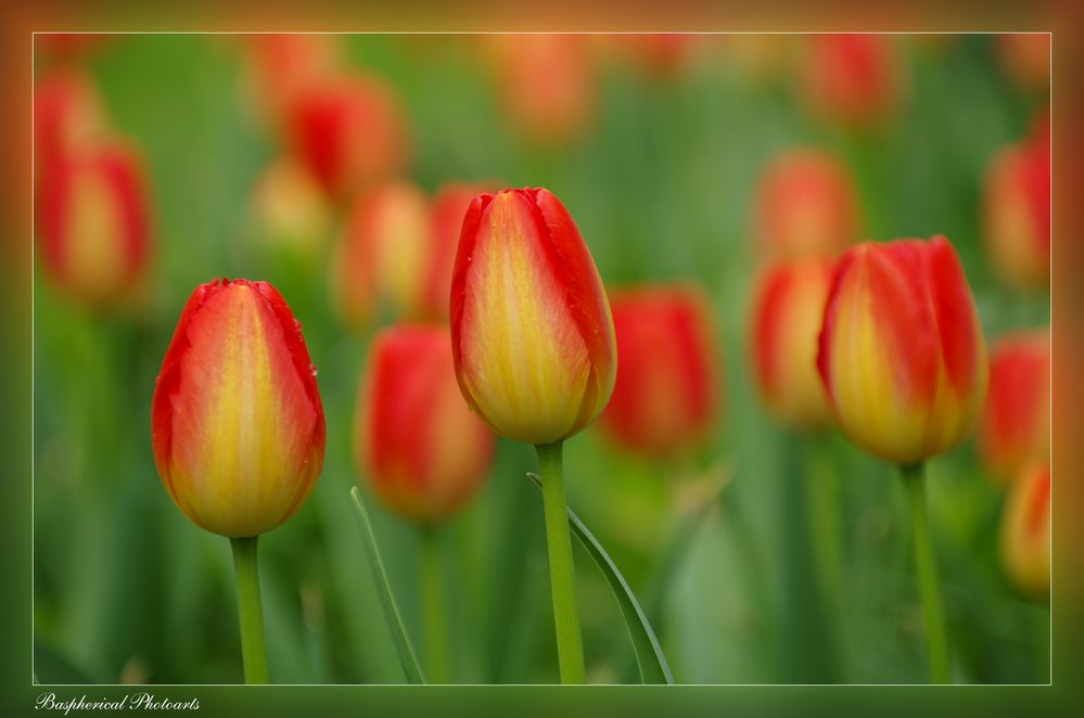 Tulpe 4