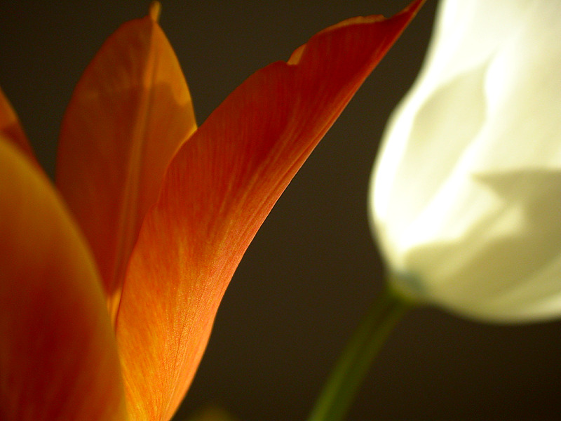 Tulpe 4