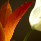 Tulpe 4