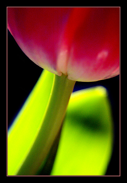 tulpe::...