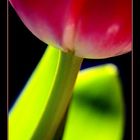 tulpe::...