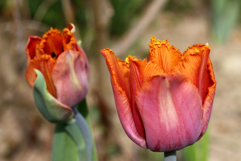 Tulpe