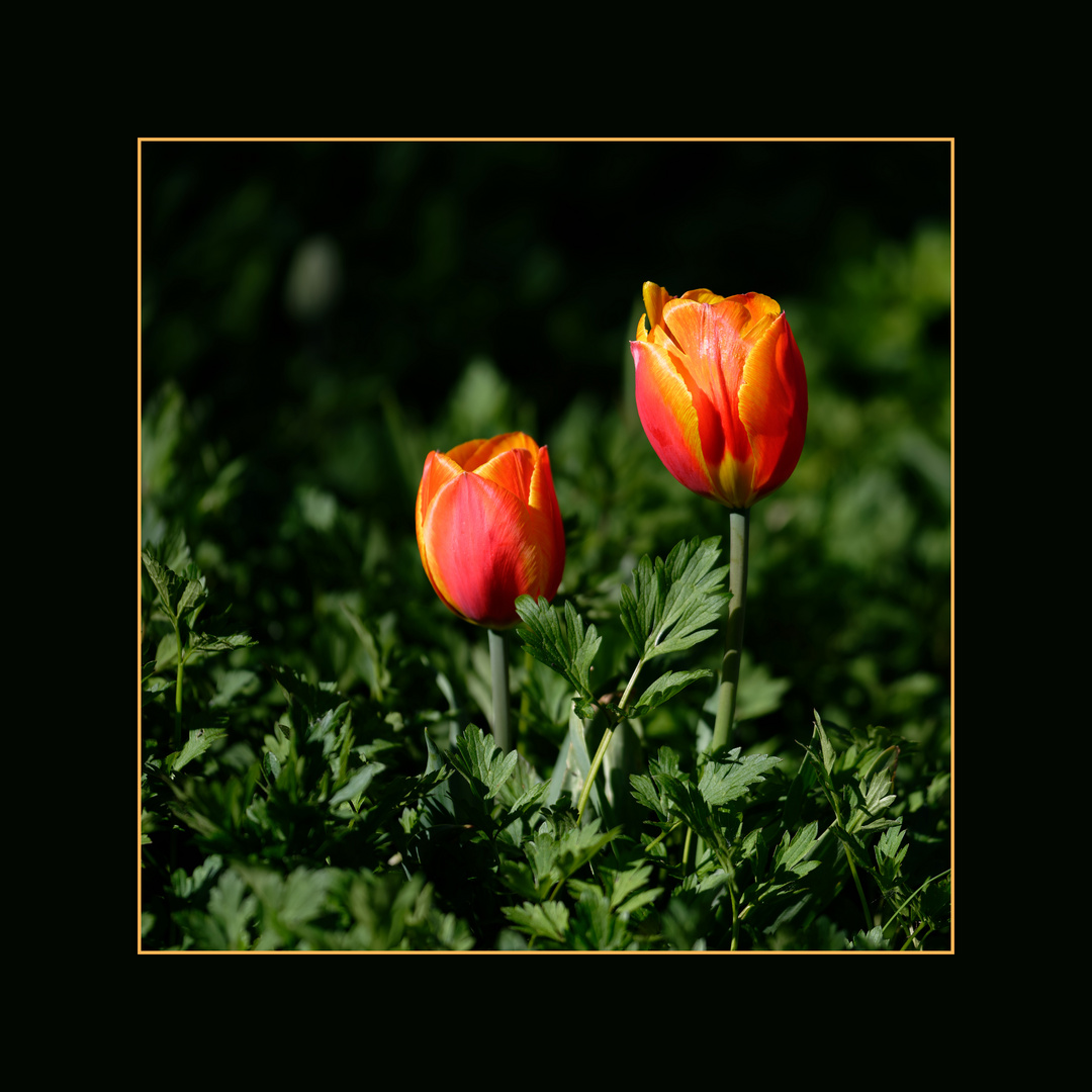 Tulpe