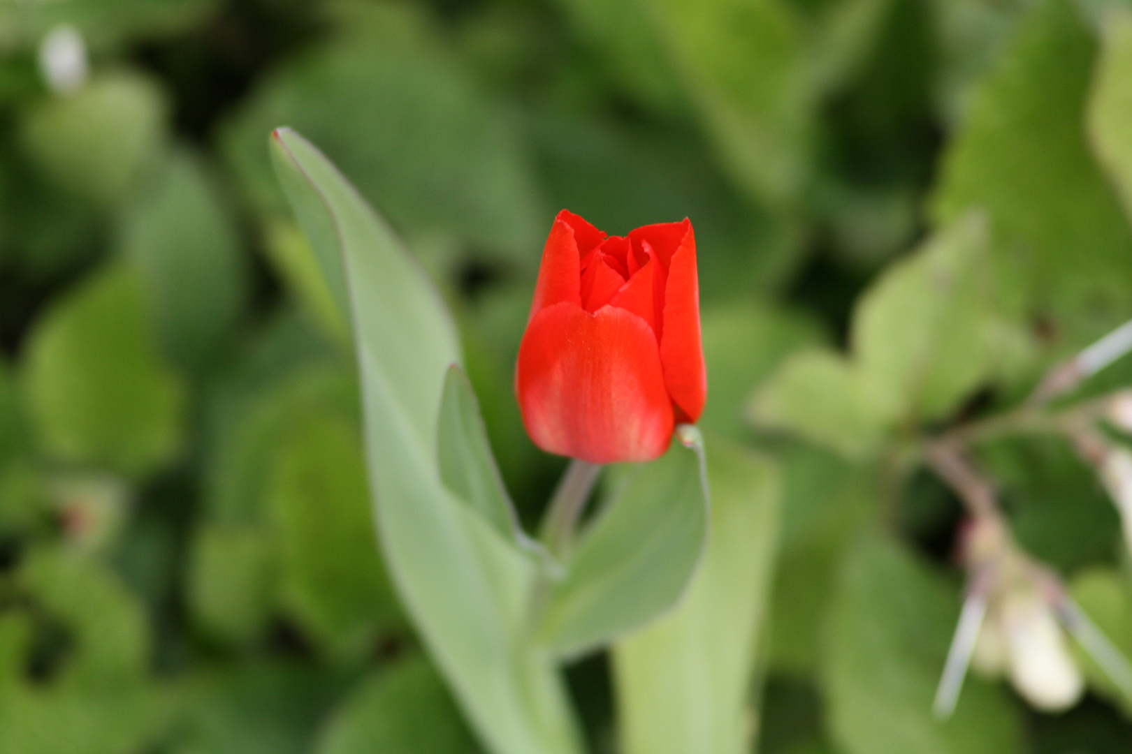 Tulpe