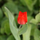 Tulpe