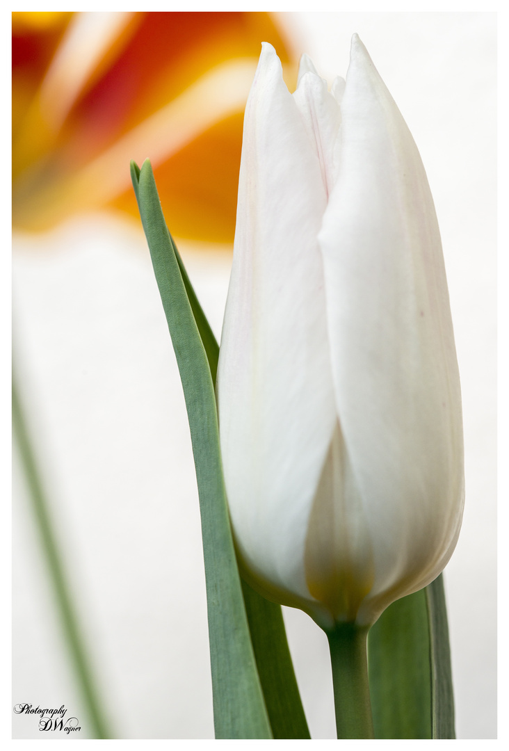 Tulpe