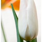 Tulpe