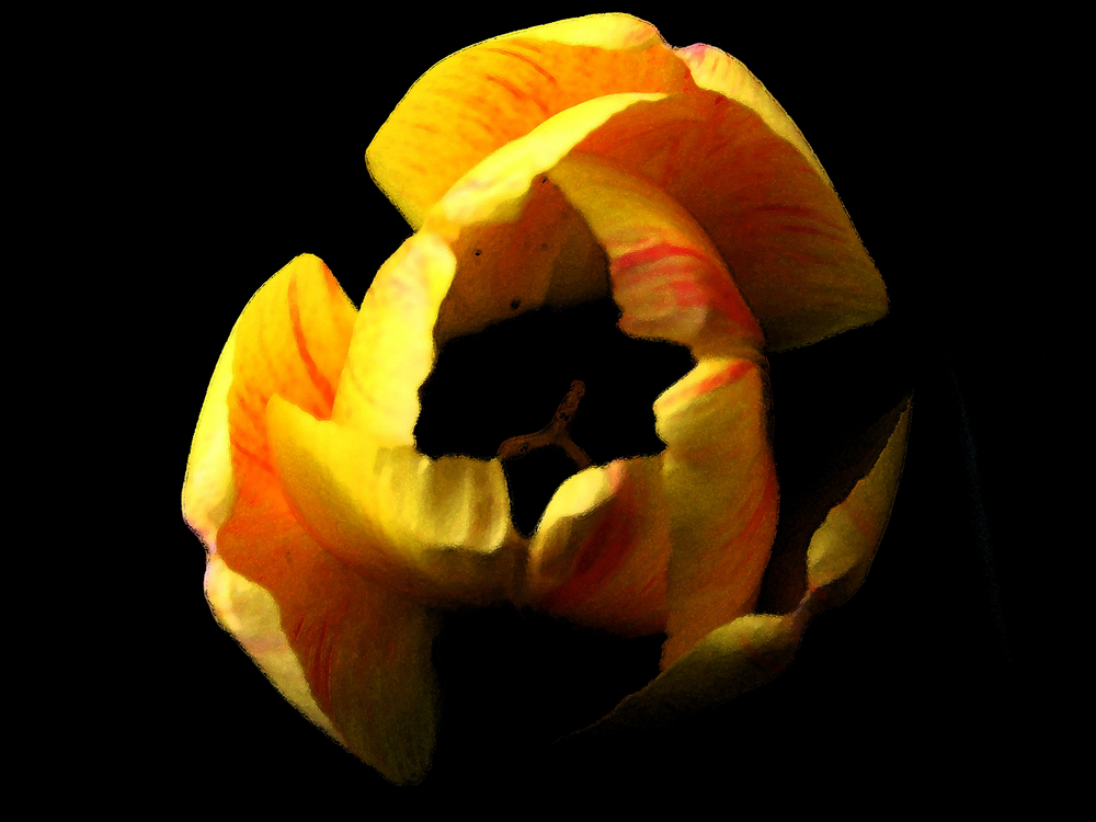 Tulpe