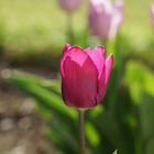 Tulpe