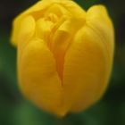 Tulpe