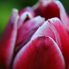 Tulpe