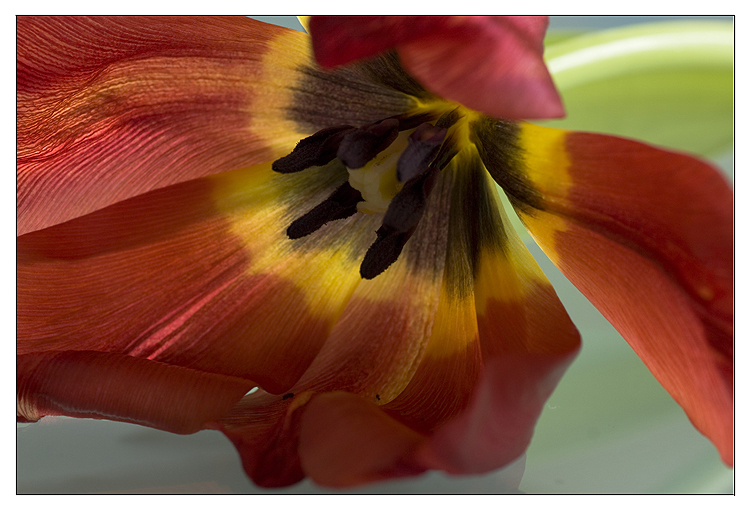 Tulpe