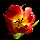 Tulpe