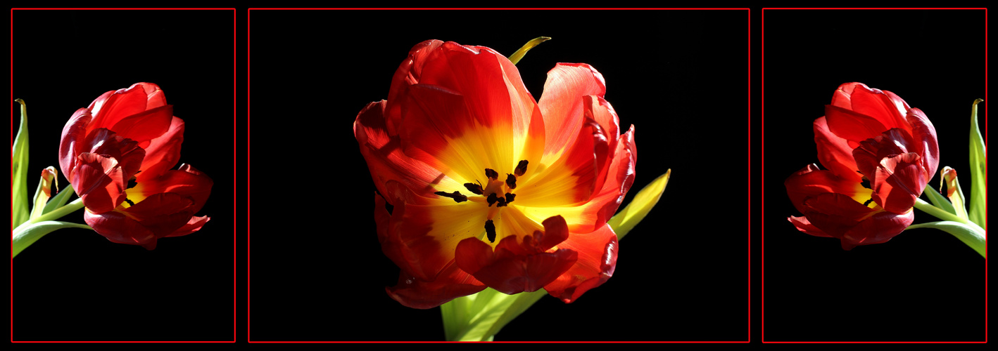 Tulpe